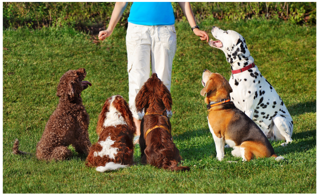 Dog Training